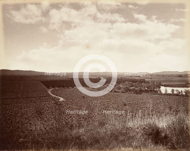 Lake Vineyard and Orange Grove, Los Angeles, 1876, printed ca. 1876. Creator: Carleton Emmons Watkins.