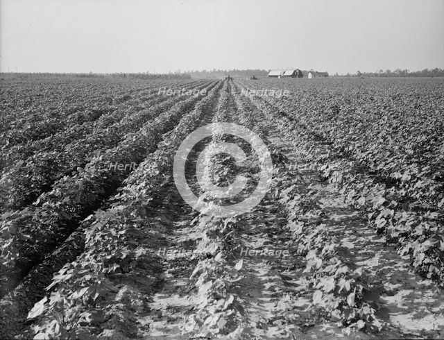 Lake Dick project, Arkansas, 1938. Creator: Dorothea Lange.