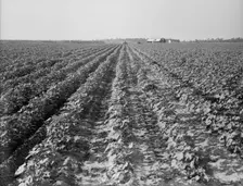 Lake Dick project, Arkansas, 1938. Creator: Dorothea Lange