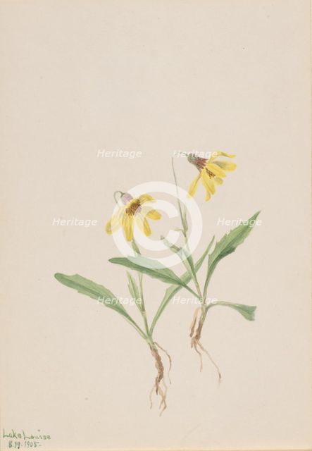 Lake Louise Arnica (Arnica louisiana), 1905. Creator: Mary Vaux Walcott.