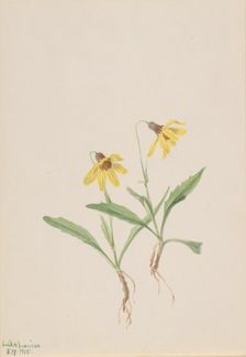 Lake Louise Arnica (Arnica louisiana), 1905. Creator: Mary Vaux Walcott