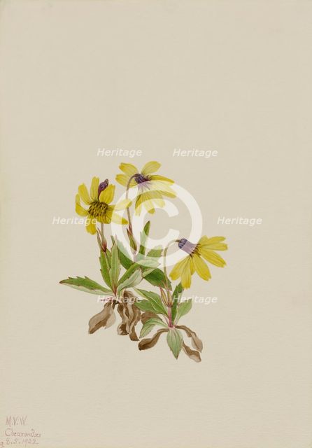 Lake Louise Arnica (Arnica louisiana), 1922. Creator: Mary Vaux Walcott.