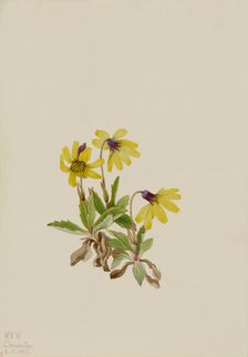Lake Louise Arnica (Arnica louisiana), 1922. Creator: Mary Vaux Walcott