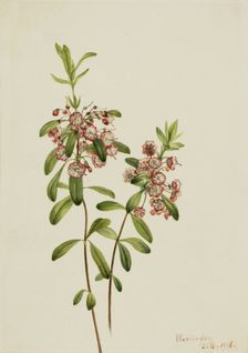 Lambkill (Kalmia angustifolia), 1918. Creator: Mary Vaux Walcott