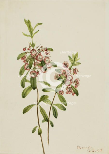 Lambkill (Kalmia angustifolia), 1918. Creator: Mary Vaux Walcott.