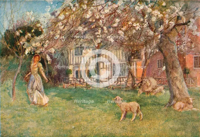 'Lambs', c1904. Artist: Herbert Alexander Collins.