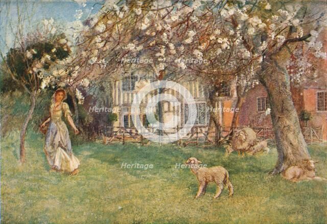 'Lambs', c1904. Artist: Herbert Alexander Collins.