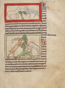 Lambs; Goats; Northumberland Bestiary, about 1250-1260. Creator: Unknown