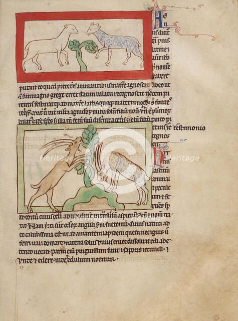 Lambs; Goats; Northumberland Bestiary, about 1250-1260. Creator: Unknown.