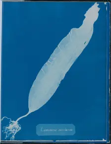 Laminaria saccharina, 1843 or 1844. Creator: Anna Atkins