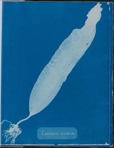 Laminaria saccharina, 1843 or 1844. Creator: Anna Atkins