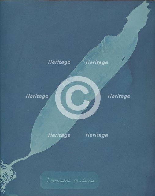 Laminaria saccharina, ca. 1853. Creator: Anna Atkins.