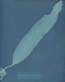 Laminaria saccharina, ca. 1853. Creator: Anna Atkins
