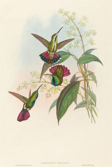 Lampornis prevosti. Creators: John Gould, Henry Constantine Richter