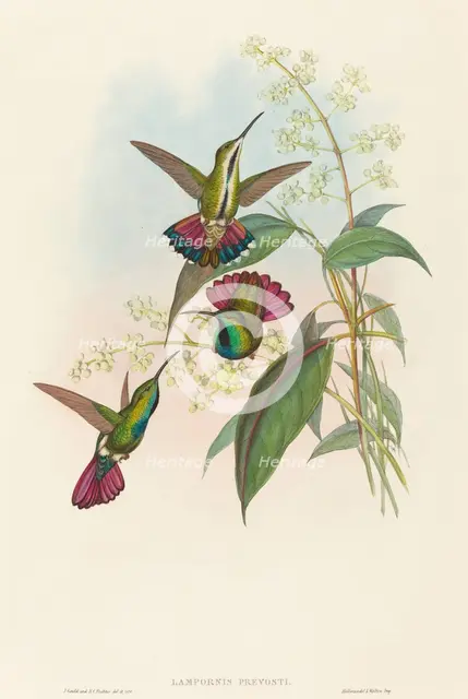 Lampornis prevosti. Creators: John Gould, Henry Constantine Richter.