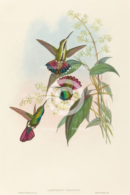 Lampornis prevosti. Creators: John Gould, Henry Constantine Richter.