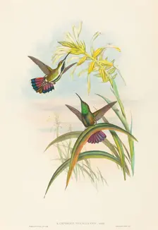 Lampornis veraguensis (Veraguan Mango). Creators: John Gould, Henry Constantine Richter