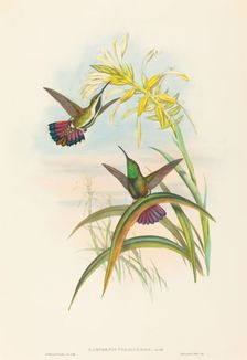 Lampornis veraguensis (Veraguan Mango). Creators: John Gould, Henry Constantine Richter