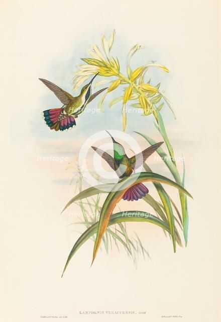 Lampornis veraguensis (Veraguan Mango). Creators: John Gould, Henry Constantine Richter.