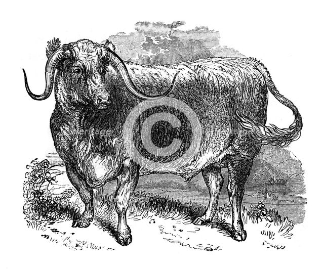 Lancashire ox, specimen of the long horned breeds, 1848. Artist: Unknown