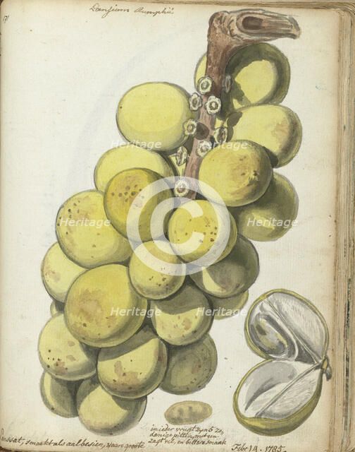 Langsat, a Javanese fruit, 1785. Creator: Jan Brandes.