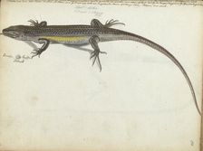 Land and water lizard, 1785. Creator: Jan Brandes