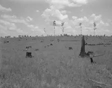 Land cut over by lumber company and not replanted, Greene County, Georgia, 1937. Creator: Dorothea Lange