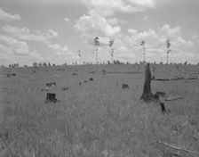 Land cut over by lumber company and not replanted, Greene County, Georgia, 1937. Creator: Dorothea Lange