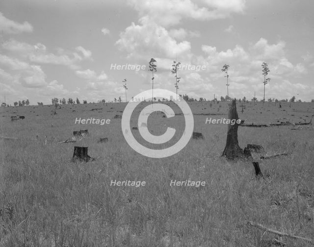 Land cut over by lumber company and not replanted, Greene County, Georgia, 1937. Creator: Dorothea Lange.
