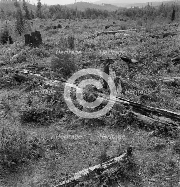 Land on the Arnold farm which they hope to clear next year, Michigan Hill, Thurston County, 1939. Creator: Dorothea Lange.