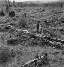 Land on the Arnold farm which they hope to clear next year, Michigan Hill, Thurston County, 1939. Creator: Dorothea Lange