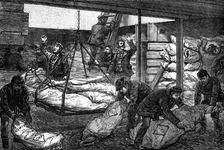 Landing Australian frozen meat from Sydney in the South West India Dock, Millwall, 1881. Creator: Unknown