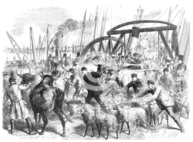Landing foreign cattle at the British and Foreign Wharf, near the London Docks, 1865. Creator: Unknown.