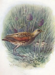Landrail or Corncrake - Crex praten'sis, c1910, (1910). Artist: George James Rankin