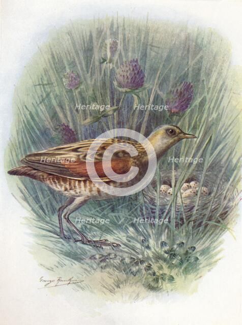 'Landrail or Corncrake - Crex praten'sis, c1910, (1910). Artist: George James Rankin.