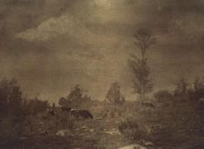 Landscape of cows grazing in a rocky field, c1900. Creator: Unknown