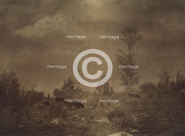Landscape of cows grazing in a rocky field, c1900. Creator: Unknown.
