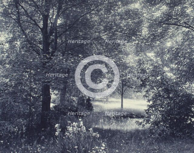 Landscape of trees and meadow with irises in foreground, c1900. Creator: Unknown.
