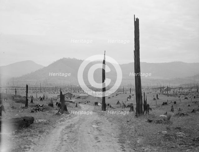 Landscape: stumps, sags, and stump farm in Priest River Valley, Bonner County, Idaho, 1939. Creator: Dorothea Lange.