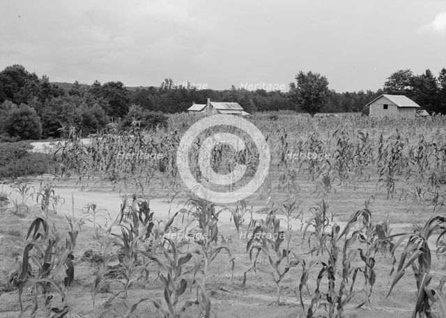Landscape showing farmhouse, outbuildings, and cornfield, Caswell County, North Carolina, 1939. Creator: Dorothea Lange.