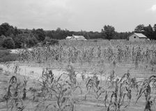 Landscape showing farmhouse, outbuildings, and cornfield, Caswell County, North Carolina, 1939. Creator: Dorothea Lange
