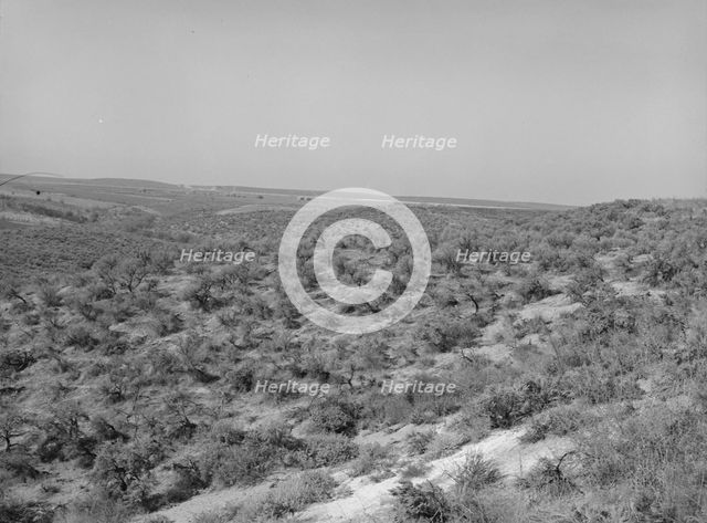 Landscape showing raw land, Nyssa Heights, Malheur County, Oregon, 1939. Creator: Dorothea Lange.