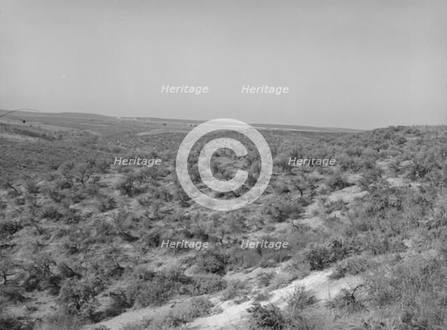 Landscape showing raw land, Nyssa Heights, Malheur County, Oregon, 1939. Creator: Dorothea Lange.