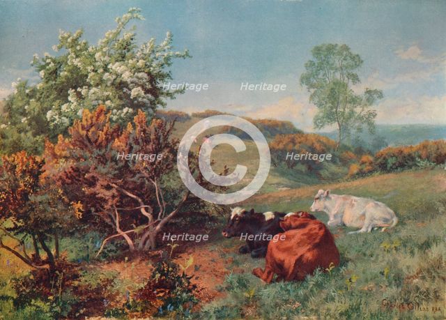 'Landscape with Cattle (In the Nower, Dorking)', c1899. Artist: Charles Collins.