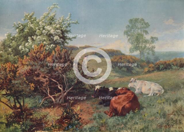 'Landscape with Cattle (In the Nower, Dorking)', c1899. Artist: Charles Collins.