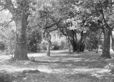 Landscape with trees, c1935. Creator: Kirk & Sons of Cowes