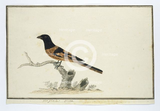 Laniarnus atrococcineus (Crimson-Breasted Shrike), 1777-1786. Creator: Robert Jacob Gordon.