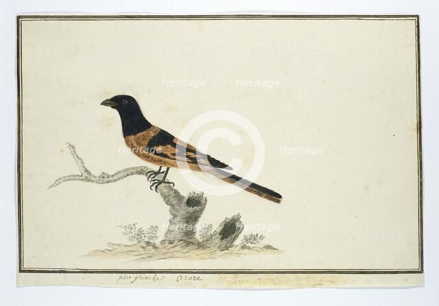 Laniarnus atrococcineus (Crimson-Breasted Shrike), 1777-1786. Creator: Robert Jacob Gordon.
