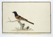 Laniarnus atrococcineus (Crimson-Breasted Shrike), 1777-1786. Creator: Robert Jacob Gordon