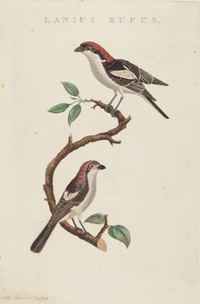 Lanius rufus. Creator: Unknown